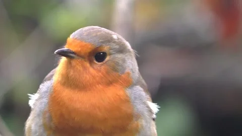 Robin Bird in the Garden Stock Footage 229708007