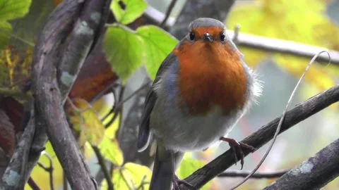 Robin Bird in the Garden Stock Footage 229708039