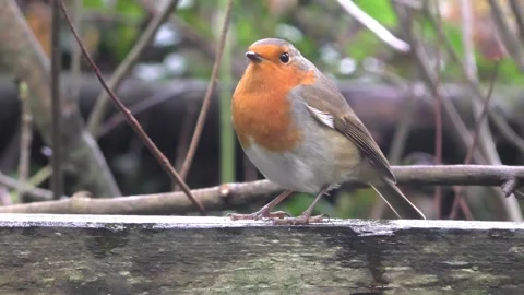 Robin Bird in the Garden Stock Footage 229708068