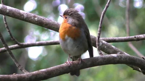 Robin Bird in the Garden Stock Footage 229708069