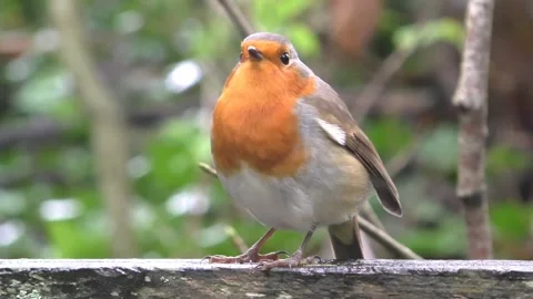Robin Bird in the Garden Stock Footage 229708154