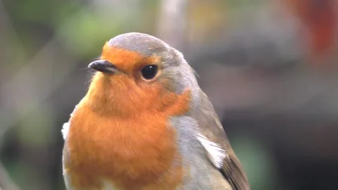 Robin Bird in the Garden Stock Footage 229708155