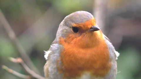 Robin Bird in the Garden Stock Footage 229708174