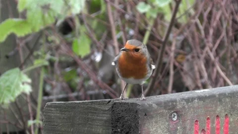 Robin Bird in the Garden Stock Footage 229708175