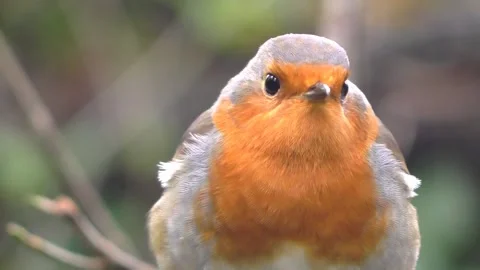 Robin Bird in the Garden Video stock 229708186