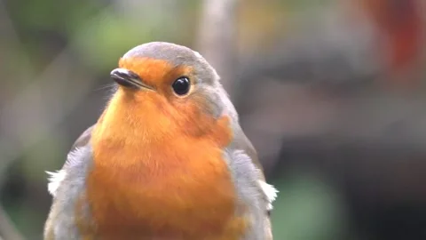 Robin Bird in the Garden Video stock 229708194