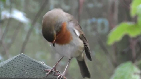 Robin Bird in the Garden Stock Footage 229708198
