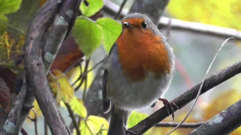 Robin Bird in the Garden Stock Footage 229708229