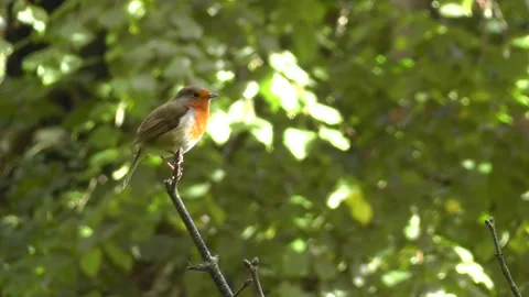 Robin Bird in the Garden Stock Footage 229708239