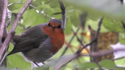 Robin Bird in the Garden Stock Footage 229708241