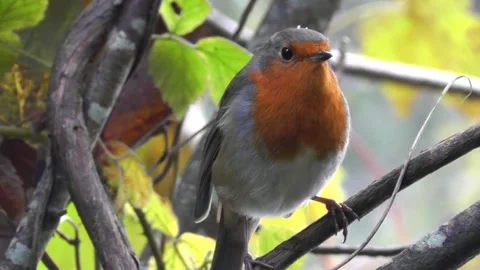 Robin Bird in the Garden Stock Footage 229708287