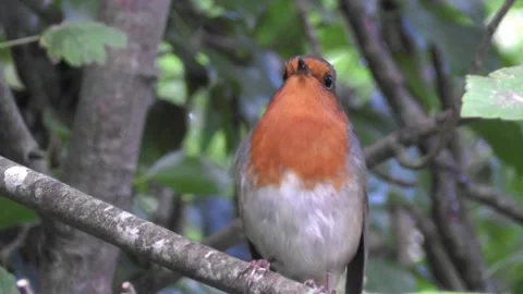 Robin Bird in the Garden Video stock 229708311