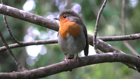 Robin Bird in the Garden Stock Footage 229708313