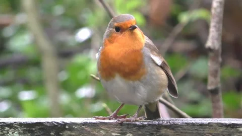 Robin Bird in the Garden Stock Footage 229708342