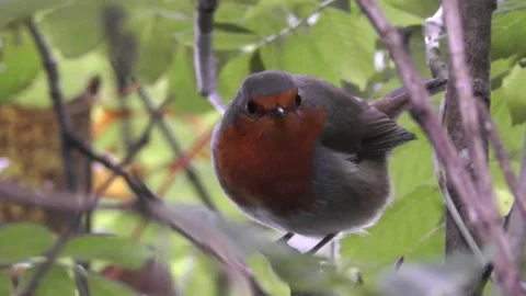 Robin Bird in the Garden Video stock 229708363