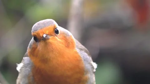 Robin Bird in the Garden Stock Footage 229708378