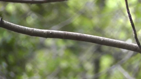 Robin Bird in the Garden Stock Footage 229708390