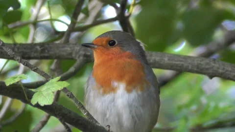Robin Bird in the Garden Stock Footage 229708391