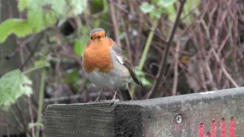 Robin Bird in the Garden Stock Footage 229708420