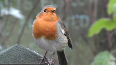 Robin Bird in the Garden Stock Footage 229708442