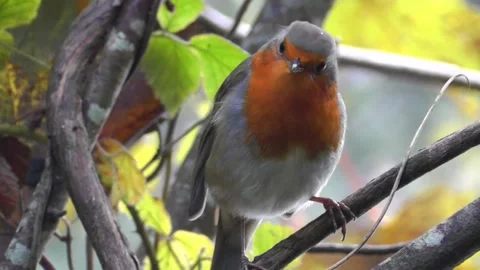 Robin Bird in the Garden Stock Footage 229708454