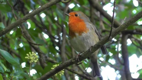 Robin Bird in the Garden 스톡 동영상 229708460