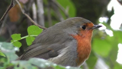 Robin Bird in the Garden Stock Footage 229708477