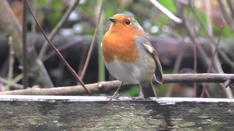 Robin Bird in the Garden Stock Footage 229708488