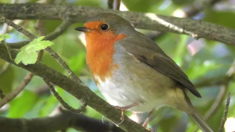 Robin Bird in the Garden Stock Footage 229708499