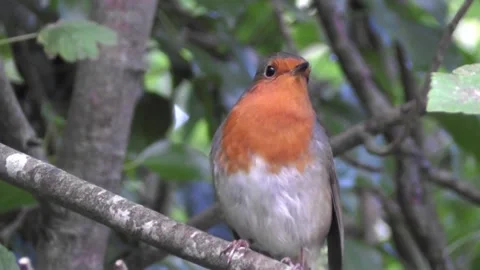 Robin Bird in the Garden Video stock 229708511