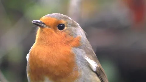 Robin Bird in the Garden Stock Footage 229708526