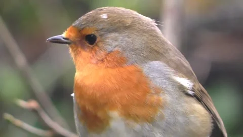 Robin Bird in the Garden Video stock 229708537