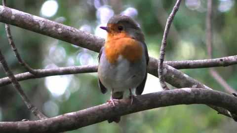 Robin Bird in the Garden Stock Footage 229708551