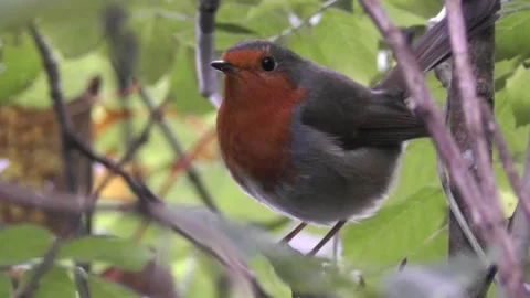 Robin Bird in the Garden Video stock 229708568