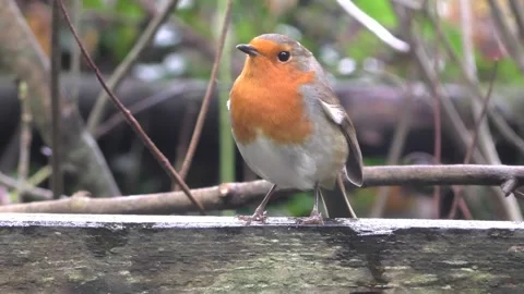 Robin Bird in the Garden Stock Footage 229708577