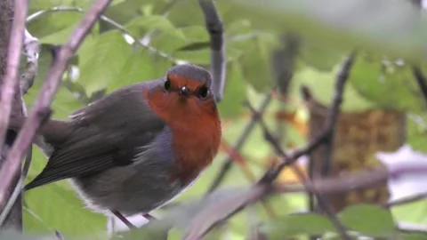 Robin Bird in the Garden Stock Footage 229708594