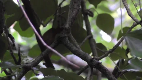 Robin Bird in the Garden Stock Footage 229708612