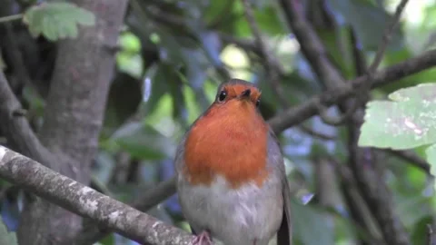 Robin Bird in the Garden Stock Footage 229708615