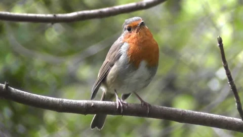 Robin Bird in the Garden 스톡 동영상 229708642