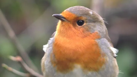 Robin Bird in the Garden Stock Footage 229708653