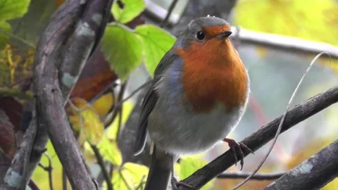 Robin Bird in the Garden Stock Footage 229708666