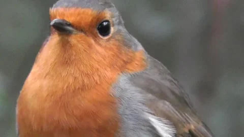 Robin Bird in the Garden Stock Footage 229708678