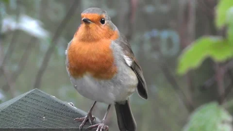 Robin Bird in the Garden Stock Footage 229708686