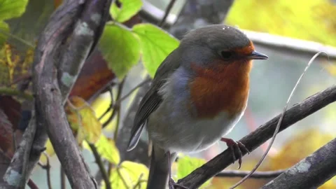 Robin Bird in the Garden Stock Footage 229708698