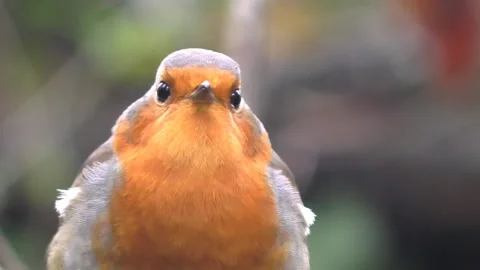 Robin Bird in the Garden Stock Footage 229708699