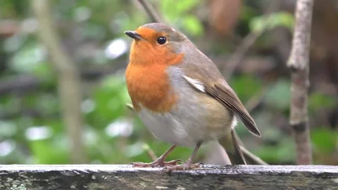 Robin Bird in the Garden Stock Footage 229708713