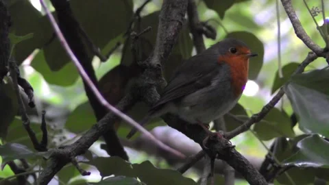 Robin Bird in the Garden Stock Footage 229708717