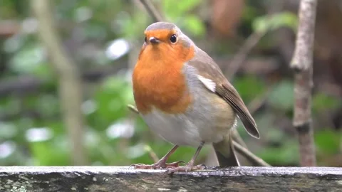 Robin Bird in the Garden Stock Footage 229708722