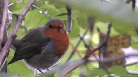 Robin Bird in the Garden Stock Footage 229708731