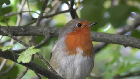 Robin Bird in the Garden Video stock 229708743